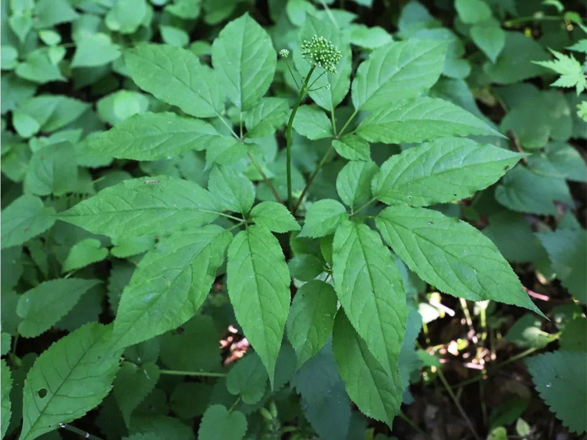 人参草本植株