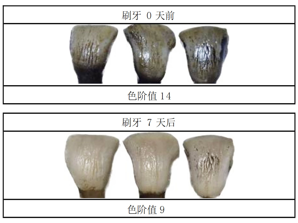 曲蔻舒爽炫白牙膏美白效果牛牙法测试结果对照图